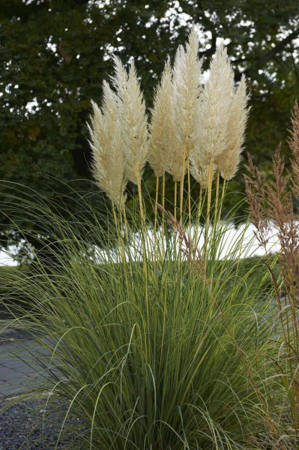 Set van 4x Cortaderia Selloana 'Evita' Dwerg pampasgras in 3 liter kweekpotten