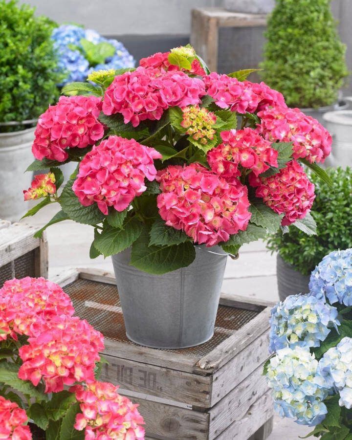 Set van 5x Hydrangea macrophylla 'Little Pink' Dwerg Hortensia in 2 liter kweekpotten