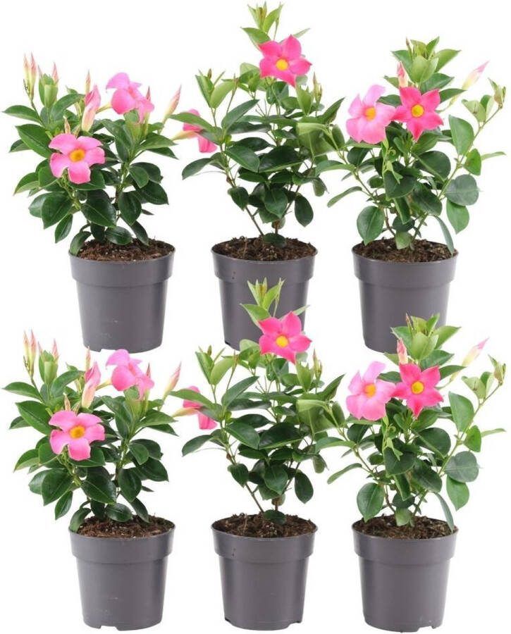 Set van 6 Mandevilla Trompetbloemige Klimplant Kleur rose Terrasplant Balkonplant Eenjarige PlantMandevilla Sundaville Double Blush Pink Op Rek (Dipladenia) Ø14cm 40cm