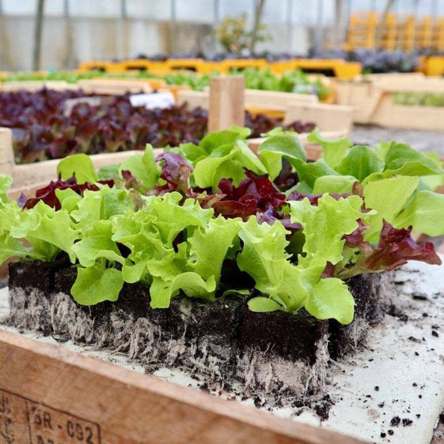Sla mix 30 slaplantjes circa 5 soorten sla 1 volle veilingtray voor moestuin kweekbak of pot