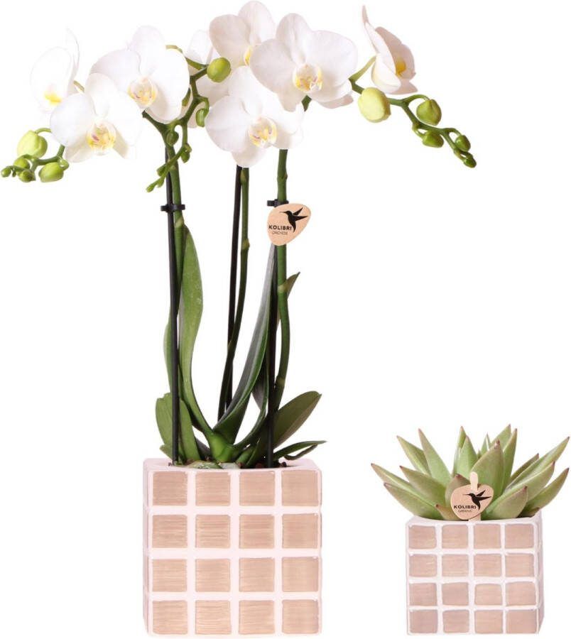 Stijlvolle Duo Plantenset 1x Witte Vlinder Orchidee Amabilis en 1x Succulent Mosa Sierpotten Bruin Potmaat Ø9cm & Ø6cm Bloeiende Kamerplant