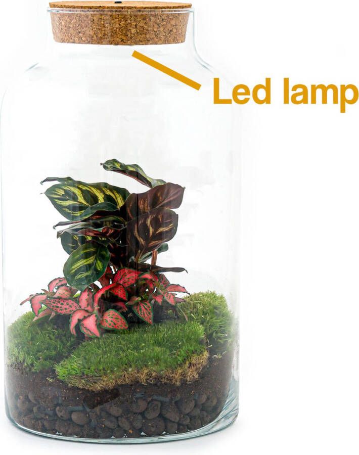Terrarium Milky LED calathea ↑ 31 cm Ecosysteem plant Kamerplanten DIY planten terrarium Mini ecosysteem