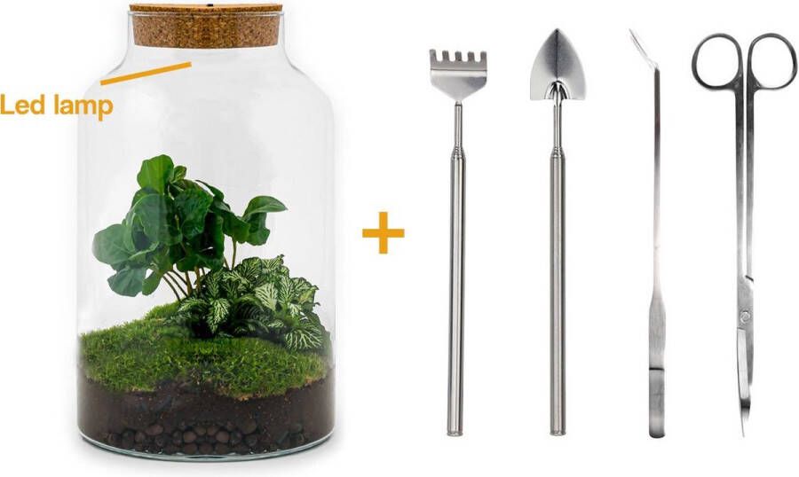 Terrarium Milky LED Coffea ↑ 26 5 cm Ecosysteem plant Kamerplanten DIY planten terrarium Mini ecosysteem