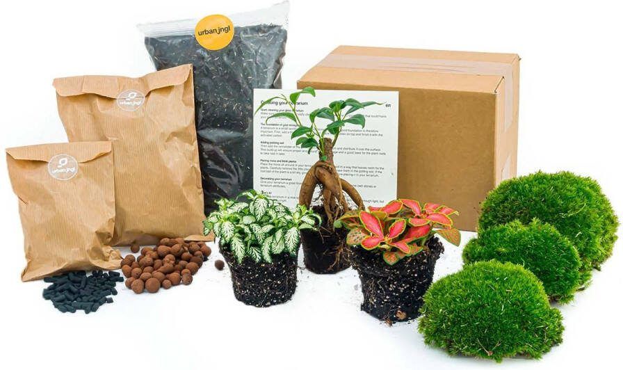 Terrarium Starter- en Navulkit met Ficus Ginseng bonsai Bolmossen Hydrokorrels potgrond