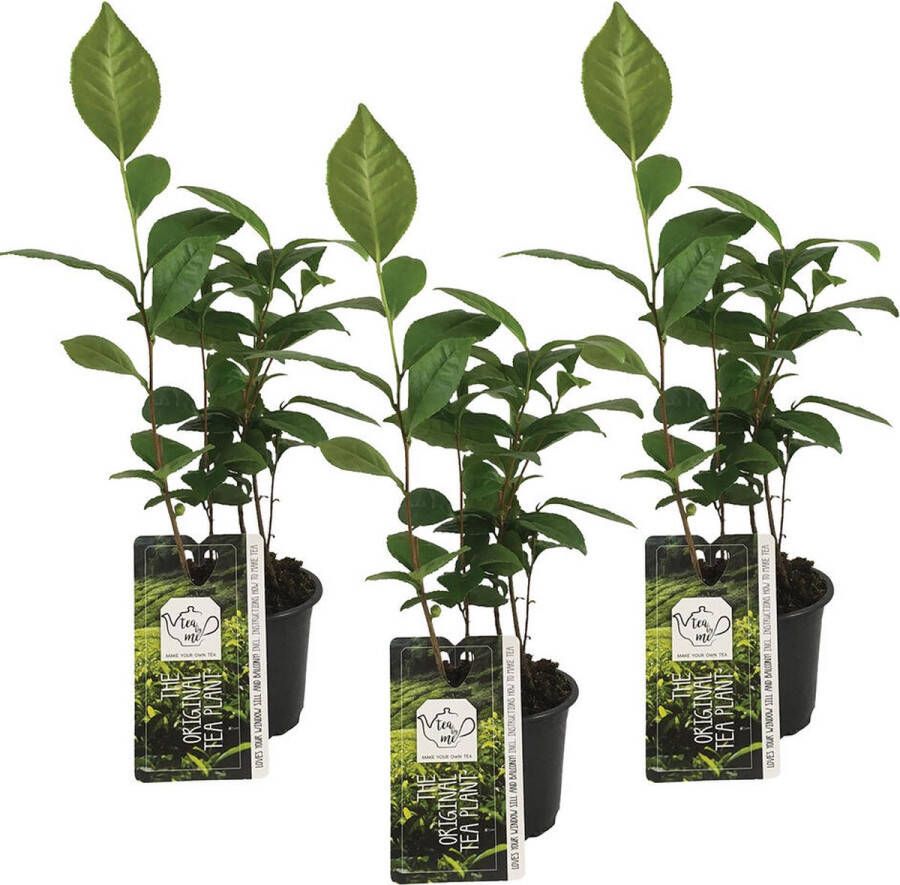 Merkloos Sans marque Theeplant | Camellia 'Sinensis' per 3 stuks Buitenplant in kwekerspot ⌀10.5 cm ↕20 cm