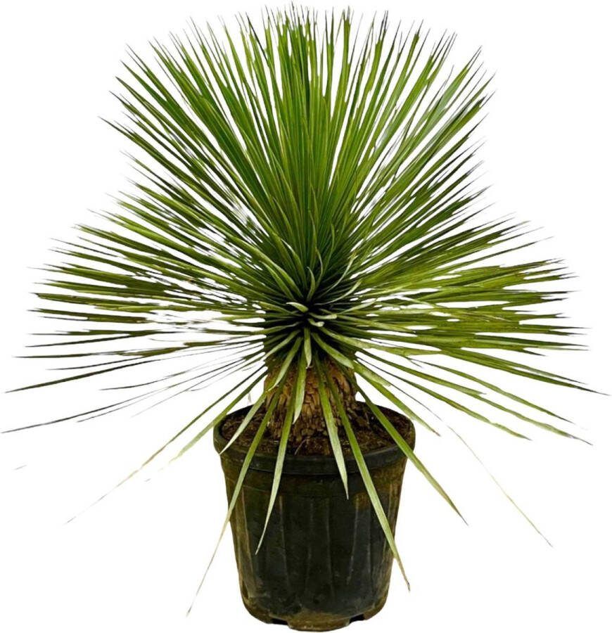 Tuinplant en kamerplant Yucca Rostrata 70 cm hoog Woestijnachtige Blue Beaked Yucca