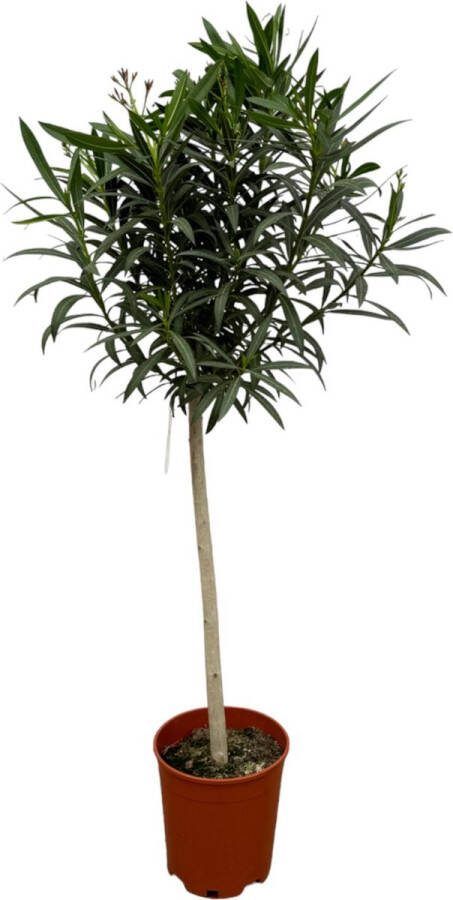 Tuinplant Kleur Rood Mediterrane Sfeer Balkonplant Terrasplant Nerium Oleander op stam met rode bloem 190 cm Ø31cm