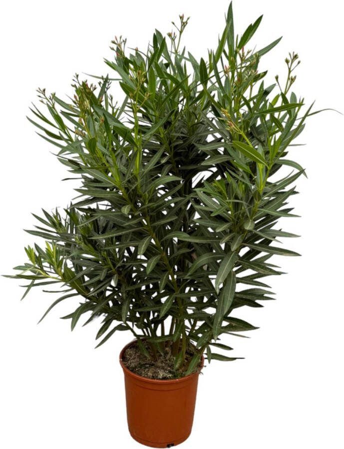 Tuinplant Kleur Rood Mediterrane Sfeer Balkonplant Terrasplant Struik Nerium Oleander struik met rode bloem 110 cm Ø27cm