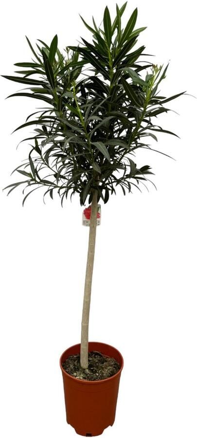 Tuinplant Kleur Roze Mediterrane Sfeer Balkonplant Terrasplant Nerium Oleander op stam met roze bloem 190 cm Ø31cm