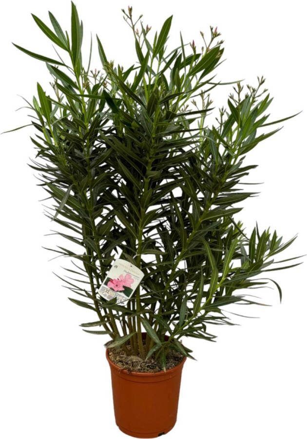 Tuinplant Kleur Wit Mediterrane Sfeer Balkonplant Terrasplant Nerium Oleander struik met witte bloem 110 cm Ø27cm