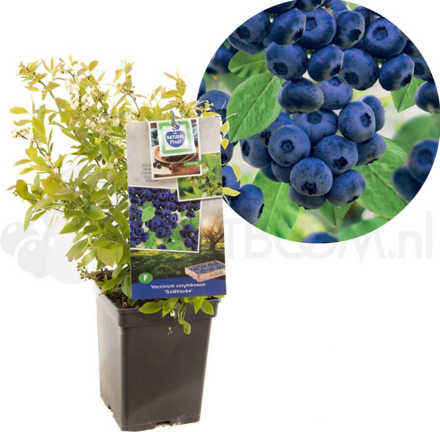 Plantenwinkel.nl Bosbes (vaccinium corymbosum "Goldtraube") fruitplanten In 5 liter pot 1 stuks