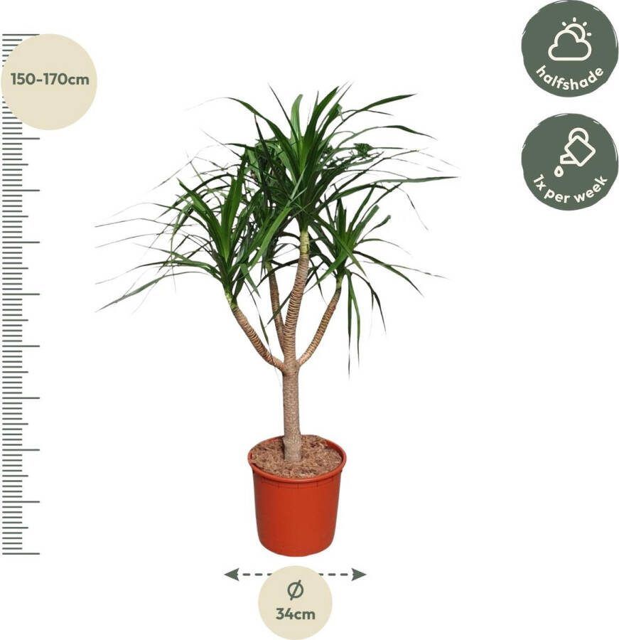 Vertakte Dracaena Draco Vetplant voor binnen 160 cm hoog ø34