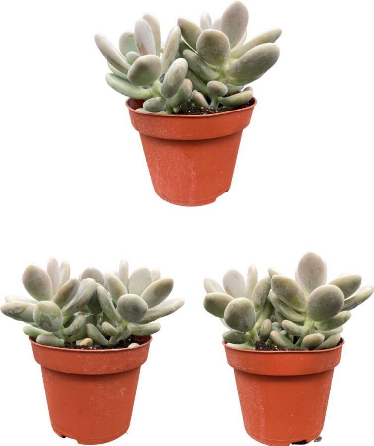Vetplant Maansteen of Suikeramandel 15-20cm (3 Stuks) Ø13 cm (Sugar Almond Plant of Moonstones) (Succulenten- Pachyphytum Oviferum)