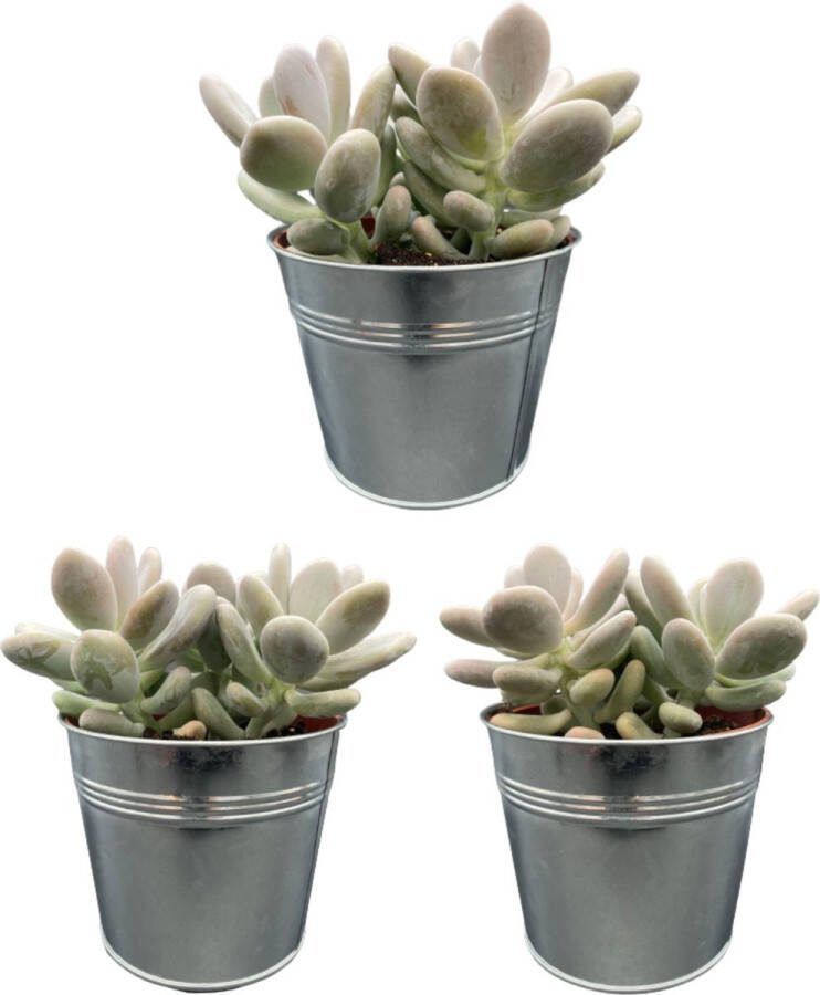 Vetplant Maansteen of Suikeramandel 15-20cm (3 Stuks) Zinken pot Ø13 cm (Sugar Almond Plant of Moonstones) (Succulenten- Pachyphytum Oviferum)