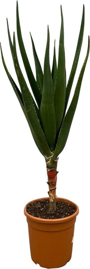 Vetplant voor binnen Aloë Barberae 140 cm hoog Ø30cm