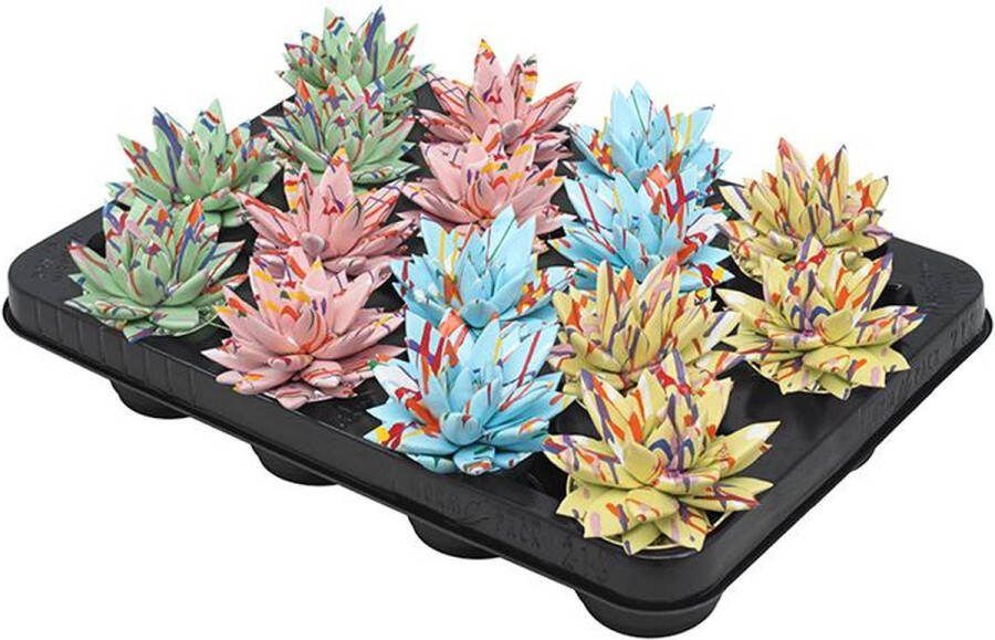 Vetplanten Echeveria gekleurde Pastel kleuren Mix Set van 16 stuks Ø6cm 8cm succulenten