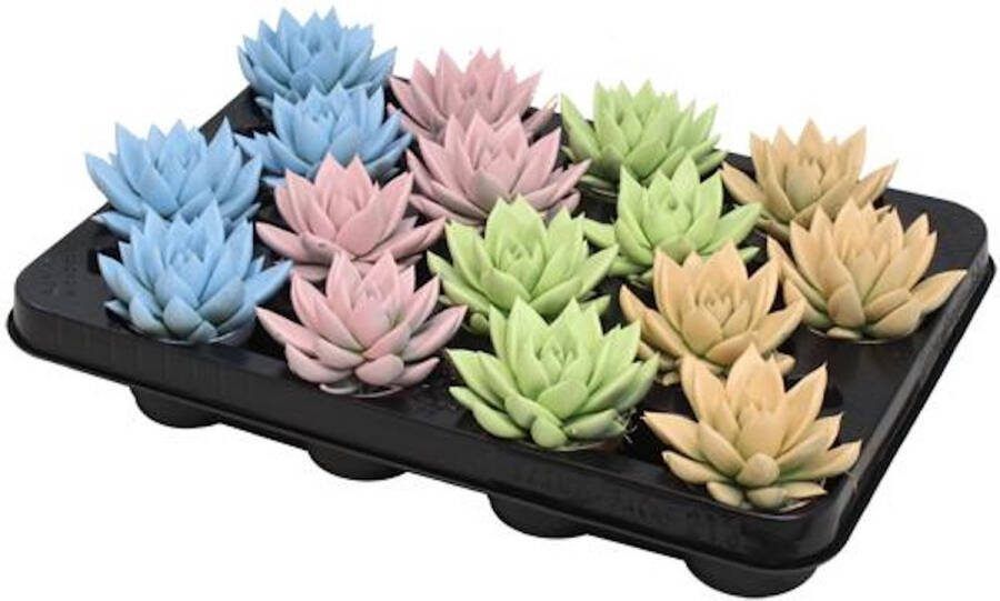 Vetplanten Echeveria pastel Mix blauw paars groen roze Set van 16 stuks Ø6cm 8cm succulenten