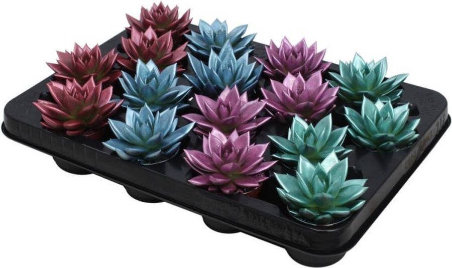 Vetplanten gekleurde metallic (Echeveria ) look mix- 16 stuks Ø6cm 8cm