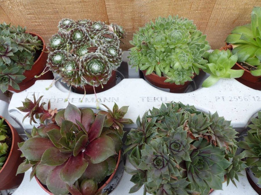 Vetplanten sedum 10 potjes per tray kleur mix
