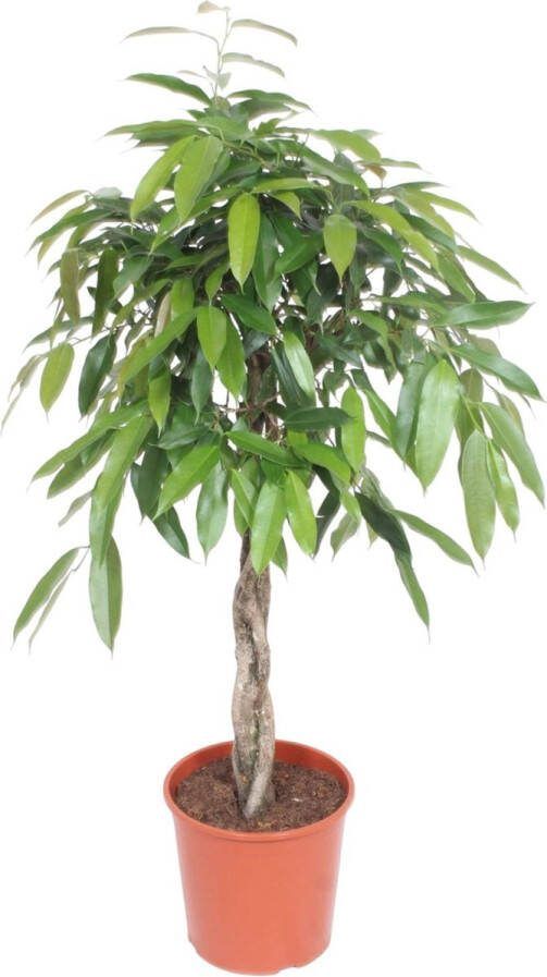 Vijg kamerplant gevlochten stam (Ficus Amstel King) 140 cm hoog potdiameter 30 cm