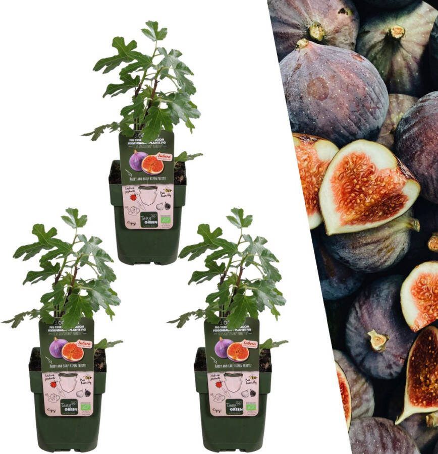 Vijgenboom 3 Stuks Mediterrain Exotische Fruitboom Kleur vrucht Donkerpaars tot Zwart Biologisch Ficus Carica Ø 13 cm ↨ 20 cm