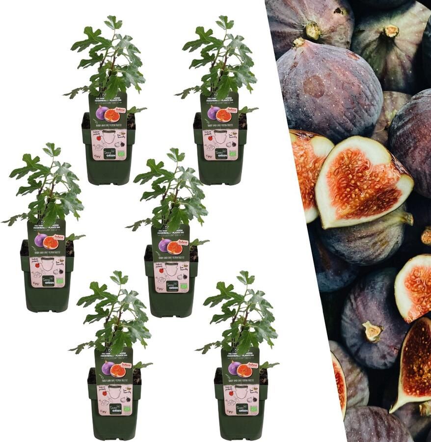 Vijgenboom 3 Stuks Mediterrain Exotische Fruitboom Kleur vrucht Donkerpaars tot Zwart Biologisch Ficus Carica Ø 13 cm ↨ 20 cm