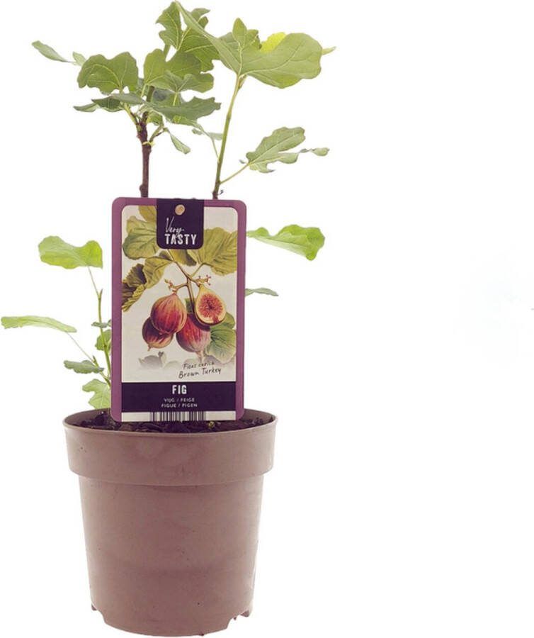 Vijgenboom Mediterrain Exotische Fruitboom Kleur vrucht Bruinpaars Ficus Brown Turkey Ø15cm 40cm