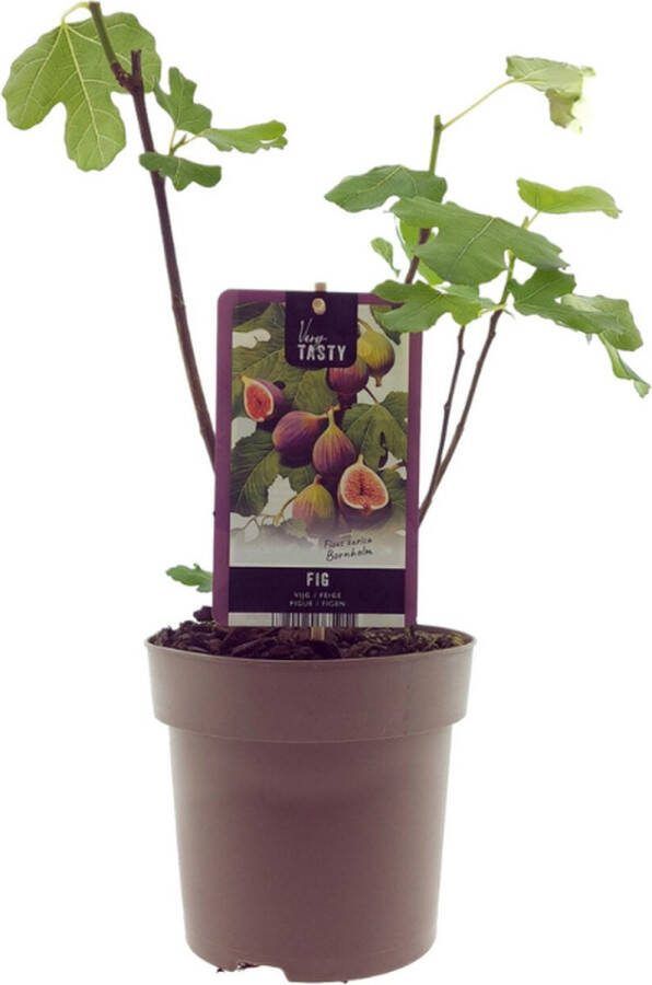 Vijgenboom Mediterrain Exotische Fruitboom Kleur vrucht Donkerpaars tot Zwart Ficus Bornholm Ø15cm 40cm