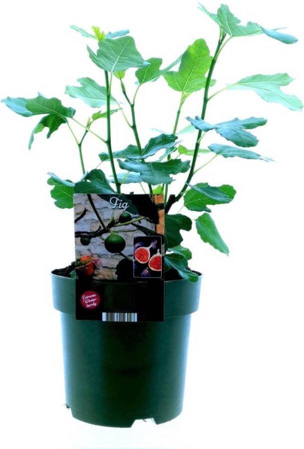 Vijgenboom Mediterrain Exotische Fruitboom Kleur vrucht Donkerpaars tot Zwart Ficus Carica Bornholm Ø19cm 50cm