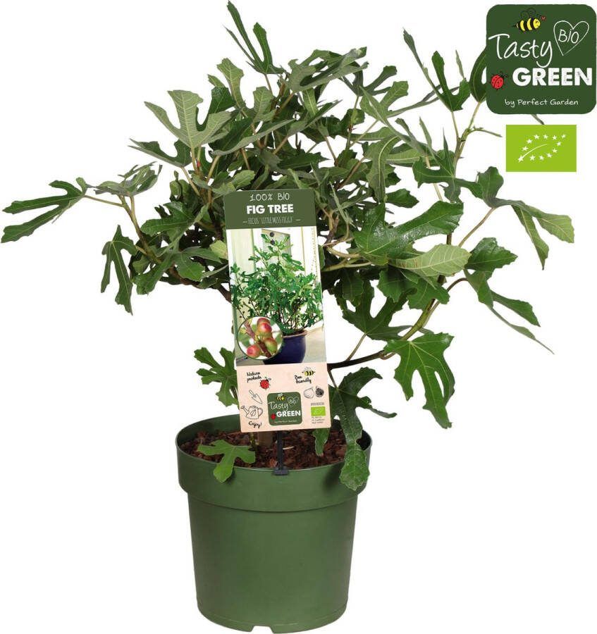 Vijgenboom Mediterrain Exotische Fruitboom Kleur vrucht Donkerpaars tot Zwart Ficus Carica Little Miss Figgy Bio Ø23cm 50cm