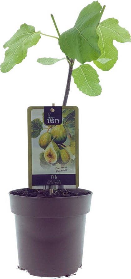 Vijgenboom Mediterrain Exotische Fruitboom Kleur vrucht Groen met geel Ficus Panachee Ø15cm 40cm