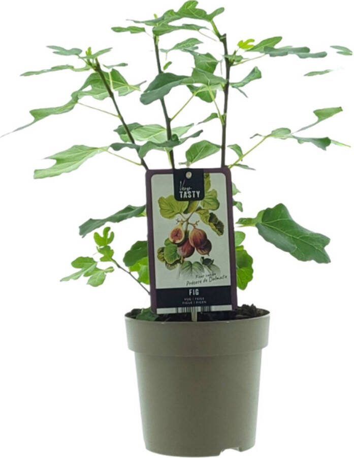 Vijgenboom Mediterrain Exotische Fruitboom Kleur vrucht Groenachtig met Lichtgele tint. Ficus Precose De Dalmatie Ø15cm 40cm