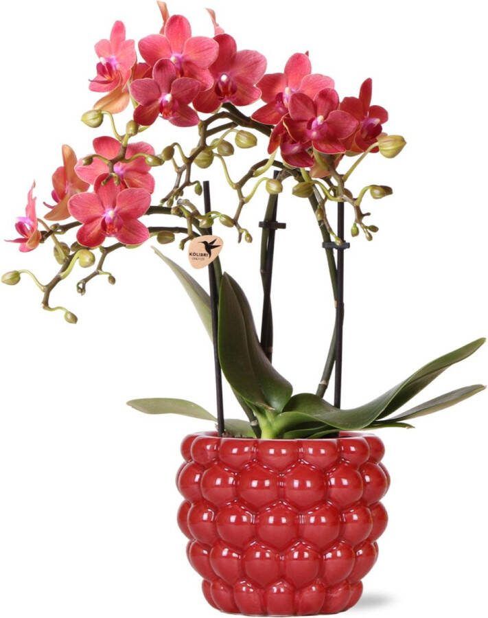 Vlinder Orchidee Congo Kleur Rood Berry sierpot Bloeiende Kamerplant Phalaenopsis Orchideeën Potmaat 09cm