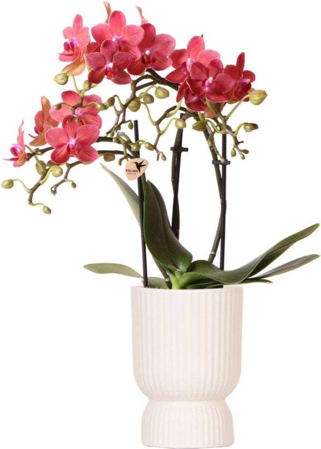 Vlinder Orchidee Congo Kleur Rood Pot Diabolo travertine Bloeiende Kamerplant Phalaenopsis Orchideeën Potmaat 09cm