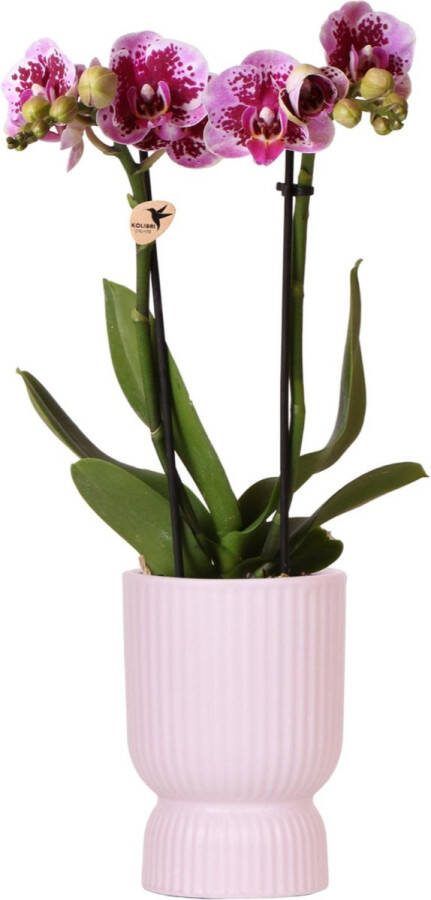 Vlinder Orchidee El Salvador KleurRoze Paars Pot Diabolo Roze Bloeiende Kamerplant Phalaenopsis Orchideeën Potmaat 09cm