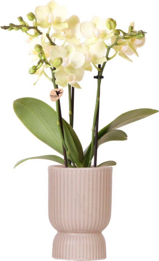 Vlinder Orchidee Mexico Kleur Geel Pot Diabolo Sand Bloeiende Kamerplant Phalaenopsis Orchideeën Potmaat 09cm