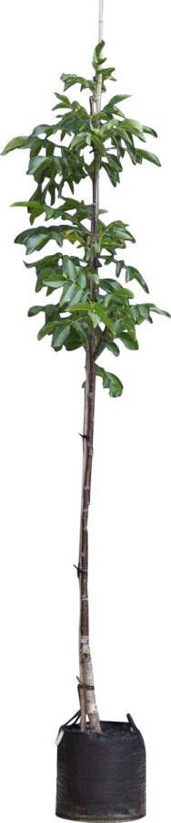 Bomenbezorgd.nl Walnotenboom Buccaneer' Juglans regia Buccaneer 250 300 cm totaalhoogte (6 8 cm stamomtrek)