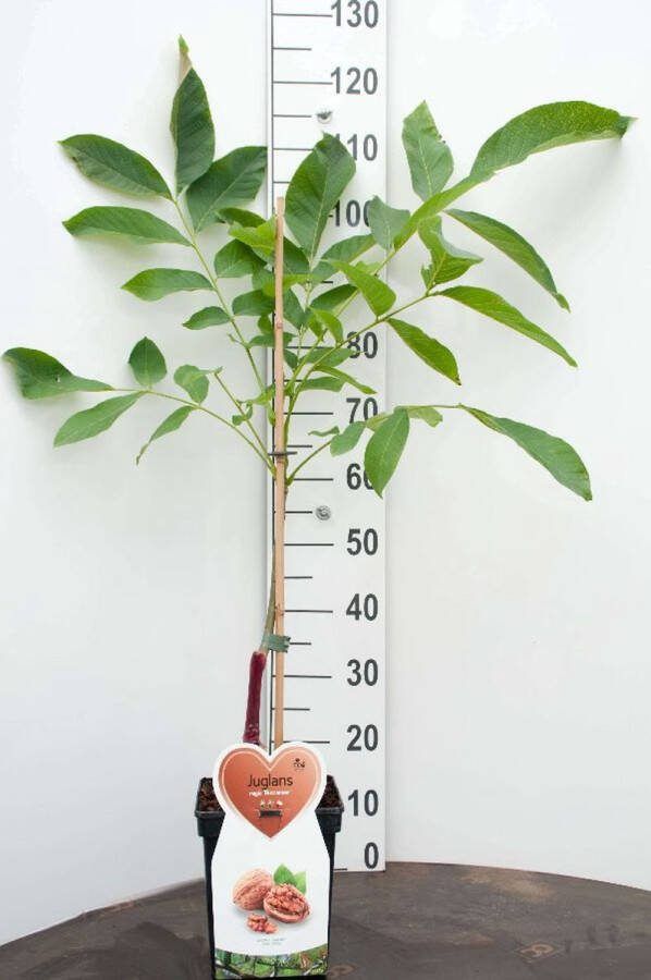 Eigenfruit.nl Walnotenboom- Fruitboom- 80-100 cm hoog- Potgekweekt- professioneel telersras