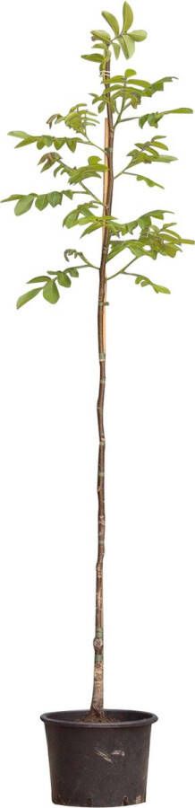 Bomenbezorgd.nl Boom Walnotenboom 'Lange van Lod' 200-250 cm totaalhoogte (2-4 cm stamomtrek) ''Juglans regia Lange van Lod''
