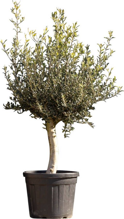 Bomenbezorgd.nl Olijfboom laag vertakt XL Olea europea 120 140 cm totaalhoogte