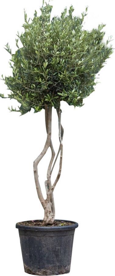 Bomenbezorgd.nl Olijfboom Olea europea 150 175 cm totaalhoogte (20 30 cm stamomtrek)
