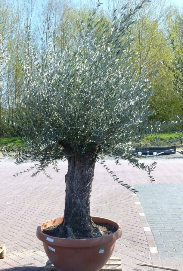 Warentuin Natuurlijk Olijfboom Olea stamhoogte 80 cm en boomhoogte 200 cm Dikke oude Sta