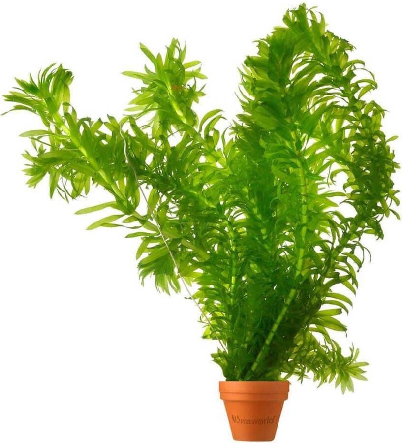 Merkloos Sans marque Waterpest Plantjes Elodea Densa 5 bosjes Hoogte 20 cm Zuurstofplant voor Vijver en Aquarium Van der Velde Waterplanten