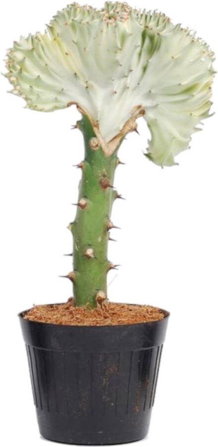Witte koraalcactus (Euphorbia lactea Cristata) unieke vetplant voor binnen 35 cm hoog ø12