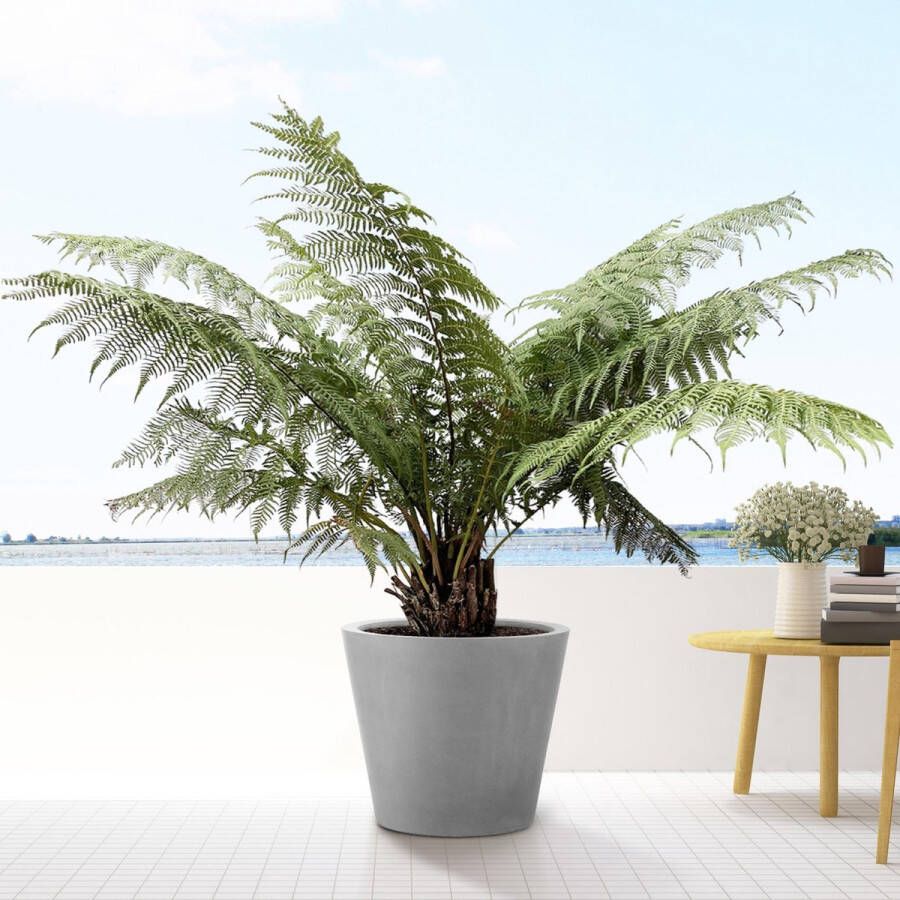 Zachte Boomvaren 160 cm hoge buitenplant (Dicksonia Antarctica)