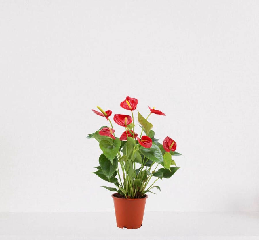 Easy-IndoorPlants Anthurium rood – bloeiende kamerplant – Flamingoplant – ↕40-50cm Ø12 – in kwekerspot – vers uit de kwekerij