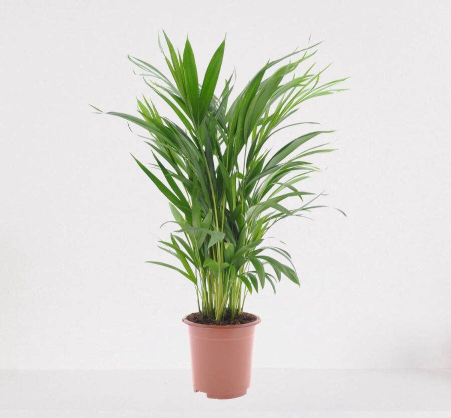 Easy-IndoorPlants Areca – luchtzuiverende kamerplant – eenvoudig te onderhouden Goudpalm ↕55-70cm Ø17 – in kwekerspot – vers uit de kwekerij