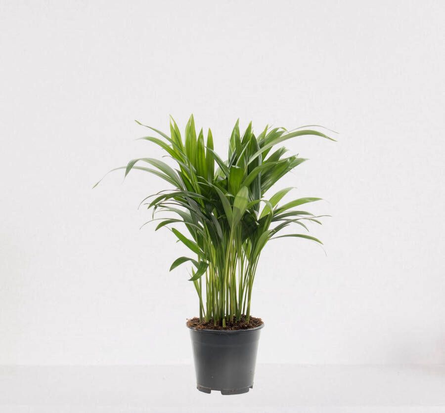 Easy-IndoorPlants Areca – luchtzuiverende kamerplant – eenvoudig te onderhouden Goudpalm ↕35-50cm Ø12 – in kwekerspot – vers uit de kwekerij