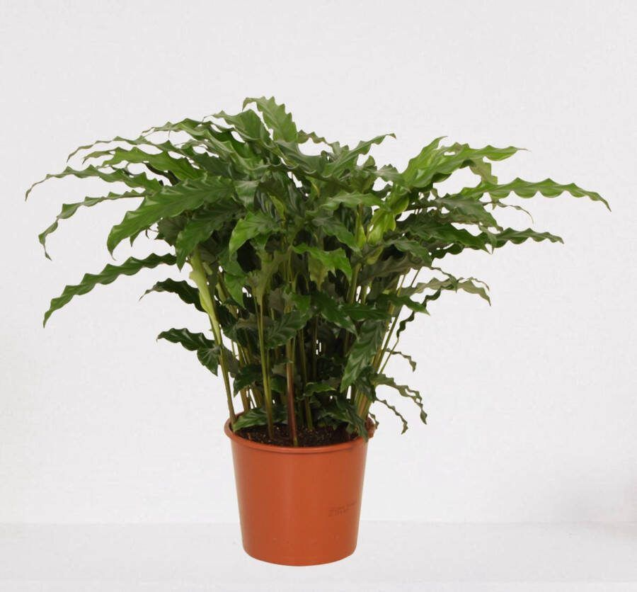 Easy-IndoorPlants Calathea Blue Grass – luchtzuiverende kamerplant – pauwenplant – living plant ↕50-65cm Ø17 – in kwekerspot – vers uit de kwekerij