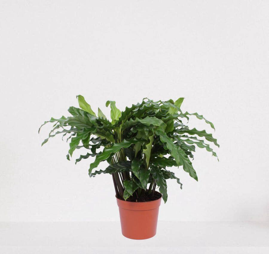 Easy-IndoorPlants Calathea Blue Grass – luchtzuiverende kamerplant – pauwenplant – living plant ↕35-45cm Ø12 – in kwekerspot – vers uit de kwekerij